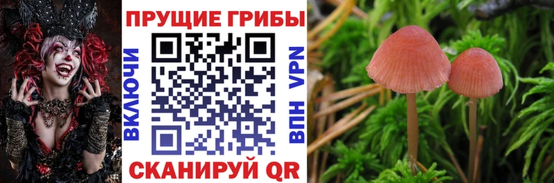 Галлюциногенные грибы Psilocybine cubensis  что такое   Тимашёвск 